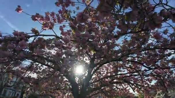 Pohybující Pod Stromem Těžkém Květu Jiskřícím Slunečním Světlem Procházejícím Krásným — Stock video