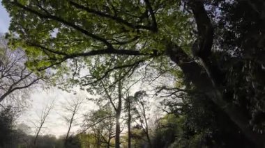 Ağaçlık bir yolda yürüyen bir insanın tepeden görünüşü Dallardan gelen güneş ışığı parıltılarıyla ilkbahar yeşil yapraklarıyla.