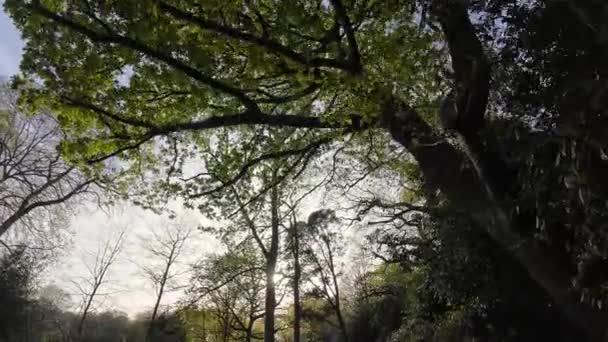 Widok Osobę Chodzącą Leśnej Ścieżce Iskierkami Światła Słonecznego Przechodzącymi Przez — Wideo stockowe