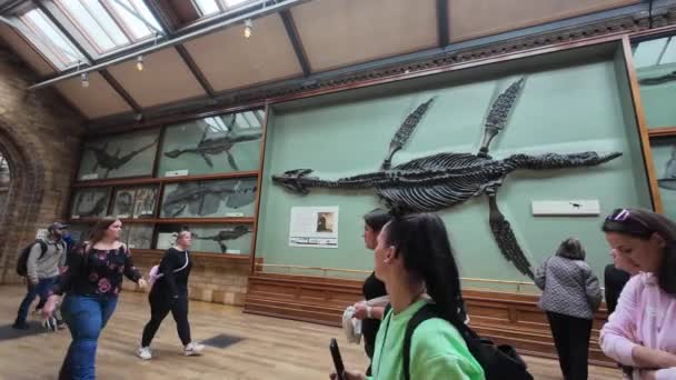 London 2024 Crowd Visitors Natural History Museum Appreciating Dinosaur Fossils — Stock Video