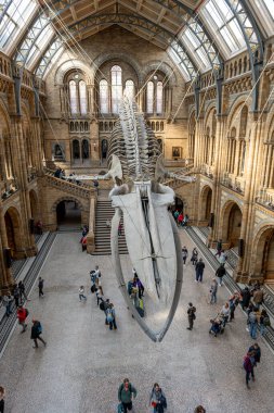 Londra mı? UK- 04.18.2024. Doğal Tarih Müzesi 'nin ana salonunun yüksek açılı iç manzarası, asılmış dinozor iskeletini ve altındaki ziyaretçi kalabalığını gösteriyor..