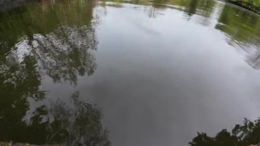 Ağaçtan düşen su damlaları yavaş çekimde bir park göletine düşüyor..