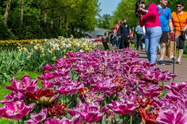 Lisse, Hollanda... 05.02.2024. Keukenhof Lale Bahçeleri 'nde büyük bir ziyaretçi kalabalığı güneşli bir bahar gününde çiçeklerin tadını çıkarıyor..