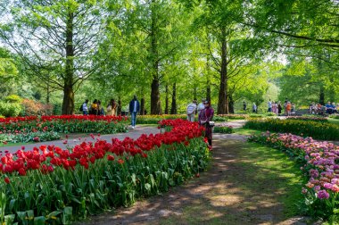 Lisse, Hollanda... 05.02.2024. Keukenhof lale Bahçesi, büyük bir parktaki güzel renkli laleler ve diğer çiçek bitkileriyle.