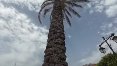 Güzel, büyük bir palmiye ağacı..