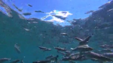 Mavi denizde yüzen gri kefal balıklarının gerçek zamanlı sualtı klipleri..