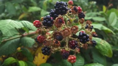 Olgunluğun çeşitli aşamalarında geniş ahududu..