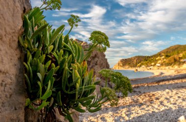 Sahildeki kayalıklarda yetişen ve gelişen sert bitkiler. Bir doğa, ekoloji, çevre ve tatil geçmişi.