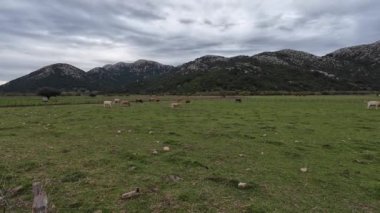 Büyük bir çayır, tarla, yeşil çimlerle beslenen büyük bir çiftlik sığırı sürüsü.. 