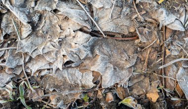 Yere düşen yapraklar kalın zemin buzuyla kaplı..