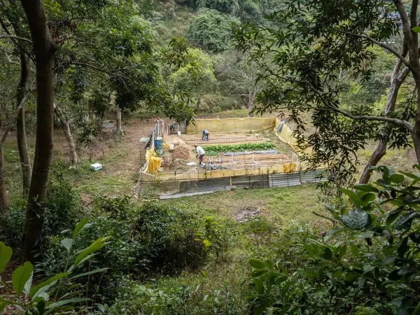 Hong Kong. Çin - 02.23.2025. Yeni Bölgelerin kırsal kesimlerinde yaşayan köylüler arazilerini dinlenme ve yoğun tropikal bitki örtüsü arasında organik sebzeler için yetiştiriyorlar..