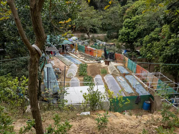 Hong Kong. Çin - 02.23.2025. Yeni Bölgelerin kırsal bir bölgesinde yaşayan köylüler, sık tropikal bitki örtüsü arasında topraklarını dinlenmek ve organik sebzeler için yetiştiriyorlar.