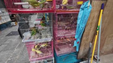 Hong Kong. Çin... 02.26.2025. İnsanlar Mong Kok Kuş Pazarı 'ndan evcil kuş satın alıyor, Kowloon..