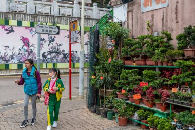 Hong Kong. Çin - 02.25.2025. Mong Kok Çiçek Pazarı 'ndaki bir perakende mağazasının minyatür ağaçlarının sergilenişi.