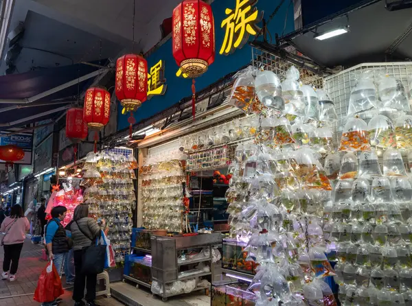 Hong Kong. Çin... 02.26.2025. Mong Kok Altın Balık Pazarı 'nda bir perakende mağazası. Satılık büyük miktarda farklı evcil balık sergileniyor..