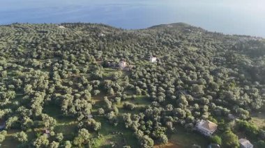 Tepenin yamacında zeytin ağaçlarıyla kaplı bir klipsi var. Akdeniz 'de zeytin yetiştiriciliği.