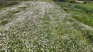 Düşük seviyeli yabani bahar çiçekleri tarım arazilerinde yetişiyor..