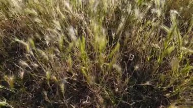 Yaz otları güneş ışığında rüzgarda sallanıyor..
