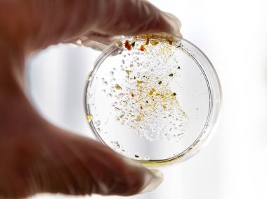A laboratory researcher wearing protective gloves holding a petri dish with a experiment sample to the light for visual examination.