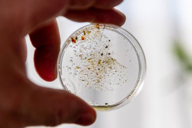 A researcher in a laboratory holding a petri dish to the light to examine the sample inside.