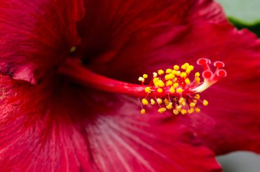 Sarı puantiyeli kırmızı bir çiçek