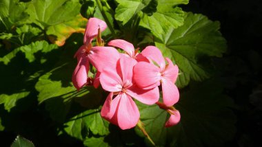 Arkasında yeşil yapraklar olan pembe bir çiçek.