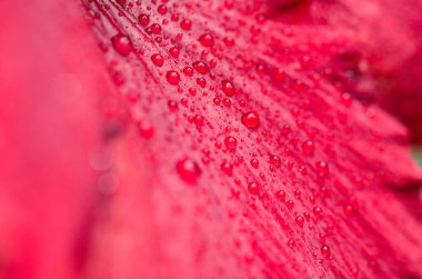 Üzerinde su damlaları olan kırmızı bir çiçek yaprağı.