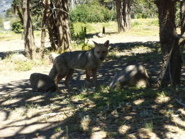 Bir ağacın gölgesinde duran bir tilki
