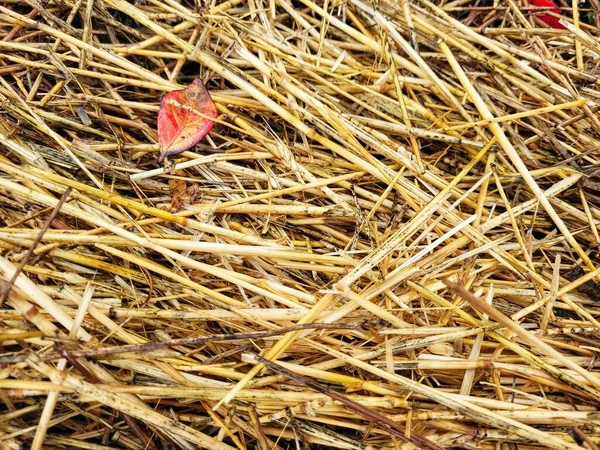 Yellow Straw Leaves — Zdjęcie stockowe