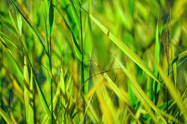 Bulanık arka planda yeşil çimen yaprakları yakın plan. Yüksek kalite fotoğraf