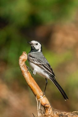 Beyaz kuş kuyruğu bulanık arka planda dalda oturur. Yüksek kalite fotoğraf