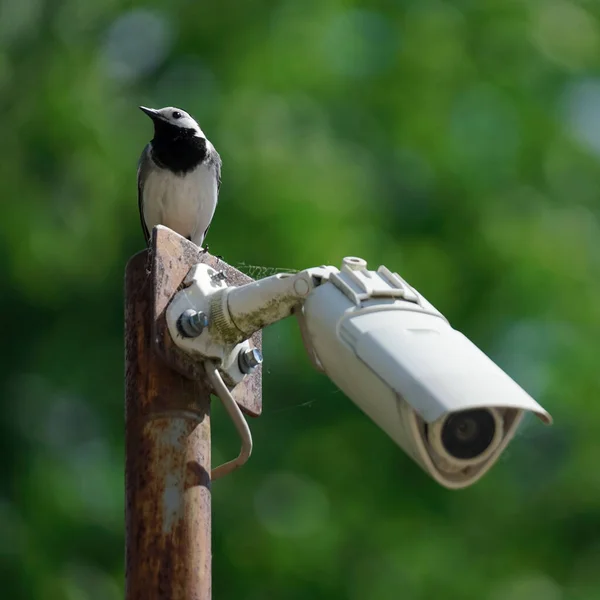 White Bird Wagtail Sits Outdoor Surveillance Camera Green Blurred Background — Photo