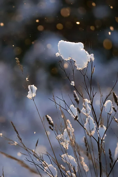 Morning snow on thin dry grass stalks and bush branches on a blurred background. High quality photo