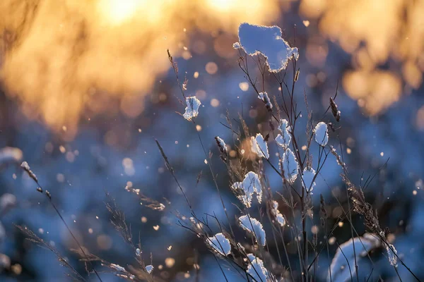 初雪被晨光照射在细枝上 高质量的照片 — 图库照片