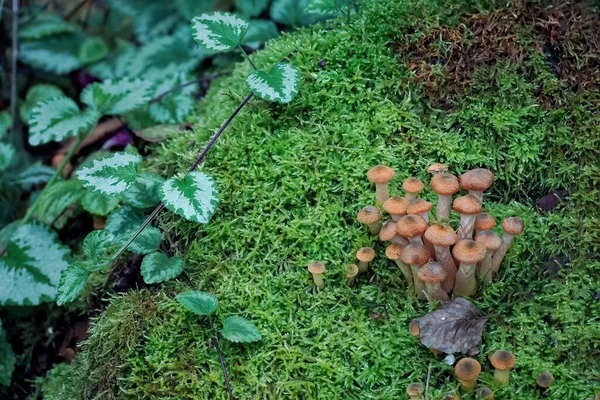 Small Beautiful Mushrooms Grow Green Moss High Quality Photo — Stock Photo, Image