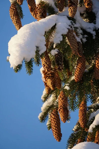 Snow-covered branches of spruce with cones closeup on the background of blue sky. High quality photo