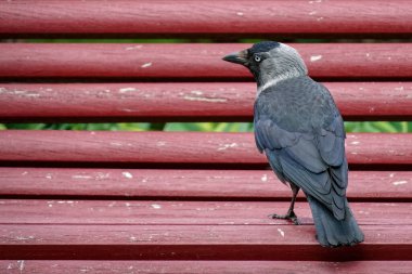 Jackdaw kırmızı bir bankta oturuyor. Yüksek kalite fotoğraf