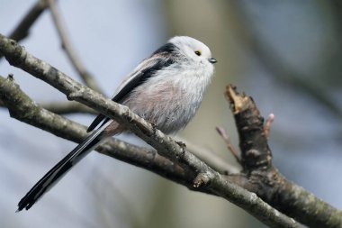 Long-tailed tit bird sits on a branch of a bush against a blurred background. Aegithalos caudatus. High quality photo