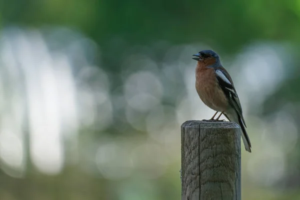 Finch bird sings sitting on top of a wooden pole on a blurred background. High quality photo
