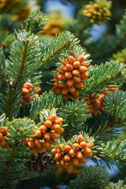 Nordmann Fir - Abies nordmanniana - with orange red staminate cone on branches. High quality photo clipart