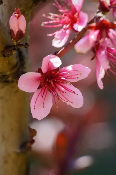 Gyönyörű Rózsaszín Mandula Virágok Elmosódott Háttérrel Tavasszal Kiváló Minőségű Fénykép — Stock Fotó