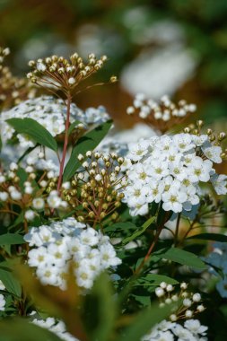 Bulanık arka planda Spiraea Kanton beyaz çiçekleri. Yüksek kalite fotoğraf