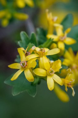 Bulanık arka planda altın üzümlü sarı çiçekler, Ribes Aureum. Yüksek kalite fotoğraf
