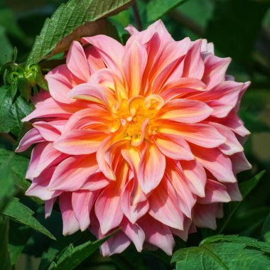 Pembe yıldız çiçeği bahçeye yakın plan güzel bir çiçek. Yüksek kalite fotoğraf