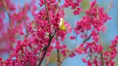 Bahar konsepti: Kiraz çiçeklerinde Japon beyaz gözlü kuşu 