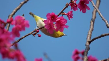 Bahar konsepti: Kiraz çiçeklerinde Japon beyaz gözlü kuşu 