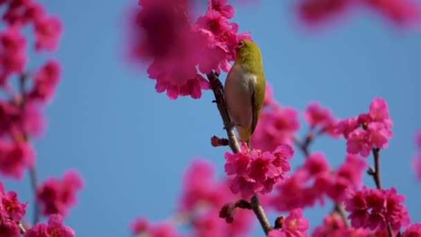 Jarní Koncept Japonský Bílý Pták Třešňových Květech — Stock video
