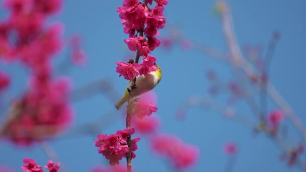 Concepto Primavera Pájaro Ojo Blanco Japonés Flores Cerezo — Vídeos de Stock