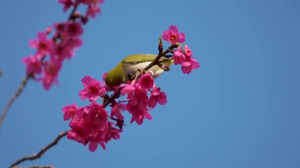 Conceito Primavera Pássaro Japonês Olhos Brancos Flores Cerejeira — Vídeo de Stock