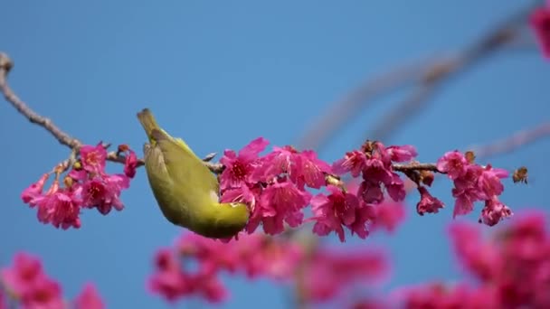 Концепция Весны Японская Белоглазый Птица Вишневом Цвете — стоковое видео